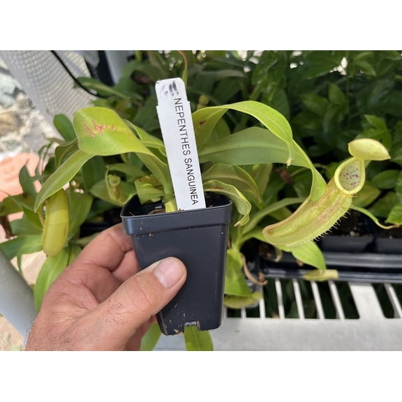 Carnivorous Pitcher Plant - Nepenthes sanguinea - Pitcher Plant