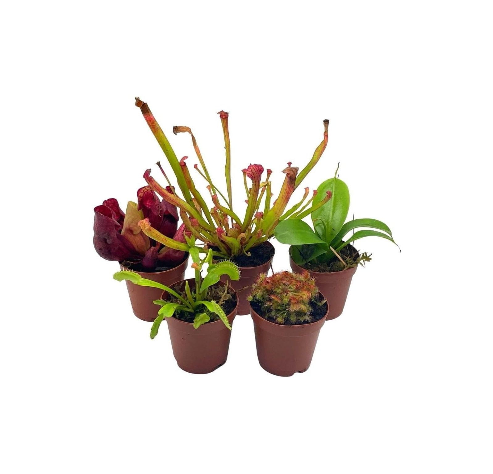 Carnivorous Plant Assortment Set, All Different Plant Species, 5 Live Potted Plants in 2 inch