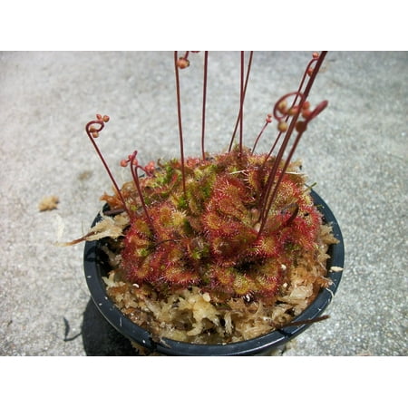 Carnivorous Spoon Leaf Sundew Drosera Spathulata Plant 3 inch pot