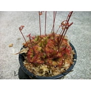 Carnivorous Spoon Leaf Sundew Drosera Spathulata Plant 3 inch pot