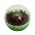 thumbnail image 1 of Carnivorous Sundew Bio-Dome Terrarium Kit - Live Plant, 1 of 3