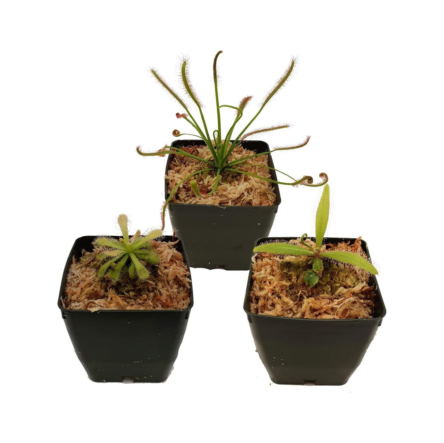 Carnivorous Sundew Plant Collection 3 Different Drosera Sundew Varieties Live Arrival