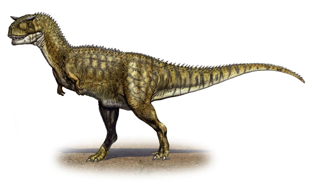 Carnotaurus sastrei a prehistoric era dinosaur Canvas Art - Sergey KrasovskiyStocktrek Images (36 x 23)