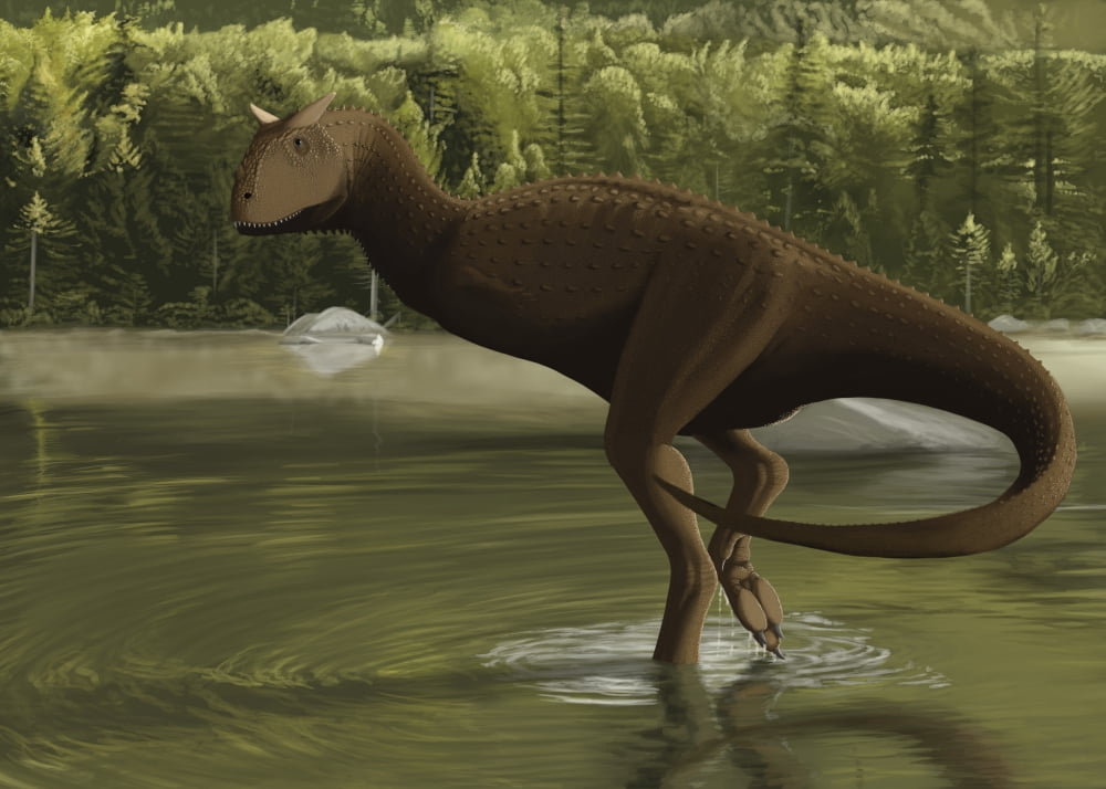 Carnotaurus searching for food in a prehistoric lake Canvas Art - Michele DessiStocktrek Images (34 x 24)