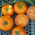 thumbnail image 1 of Caro Rich Tomato Seeds - 0.25 Oz ~1700 Seeds - Non-GMO, Heirloom - Vegetable Garden - Solanum lycopersicum, 1 of 1
