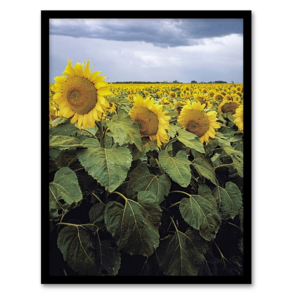 Carol M Highsmith A Kansas Sunflower Field Up Close Framed Wall Art Print A4