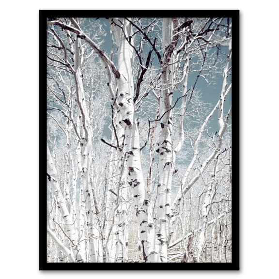 Carol M Highsmith Birch Trees in Utah Photograph Framed Wall Art Print A4
