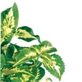 thumbnail image 1 of Carolina Biological Supply Company Green Coleus Live Plant, 1 of 1