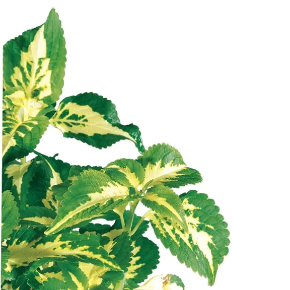 Carolina Biological Supply Company Green Coleus Live Plant