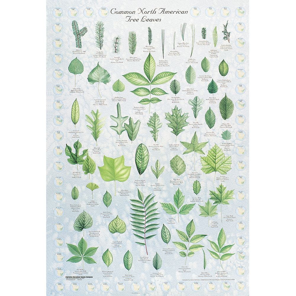 Carolina Biological Supply Company Leaf Identification Chart