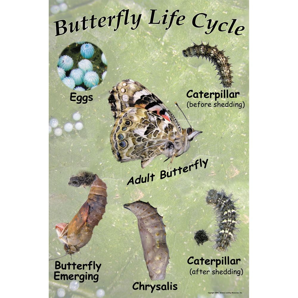 Carolina Biological Supply Company Painted Lady Butterfly Life Cycle Chart