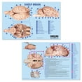 thumbnail image 1 of Carolina Brain Dissection Mat, Step-By-Step Dissection Instructions Printed On Mat, 1 of 2