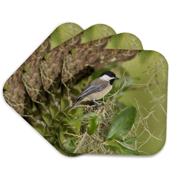 3drose, Carolina Chickadee, Poecile Carolinensis, in Live Oak Tree, Florida, Set of 4 Coasters - Soft