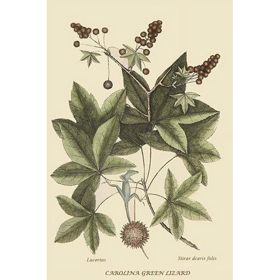 Carolina Green Lizard-Fine Art Canvas Print (20" x 30")