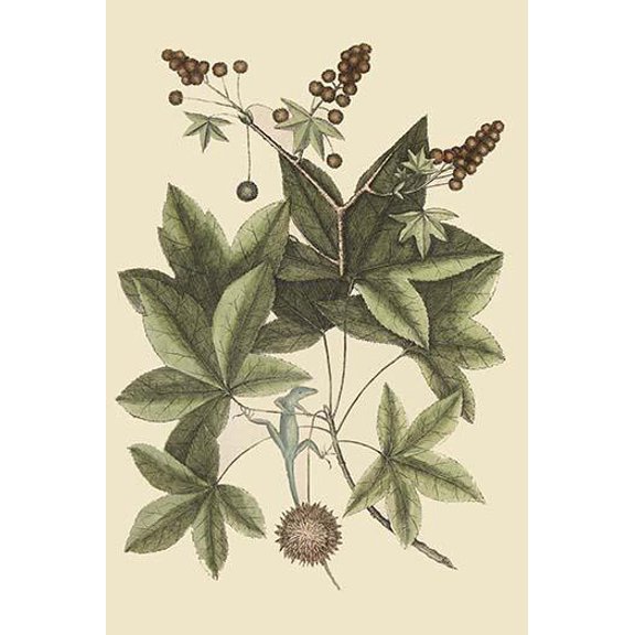 Carolina Green Lizard-Fine Art Canvas Print (20" x 30")