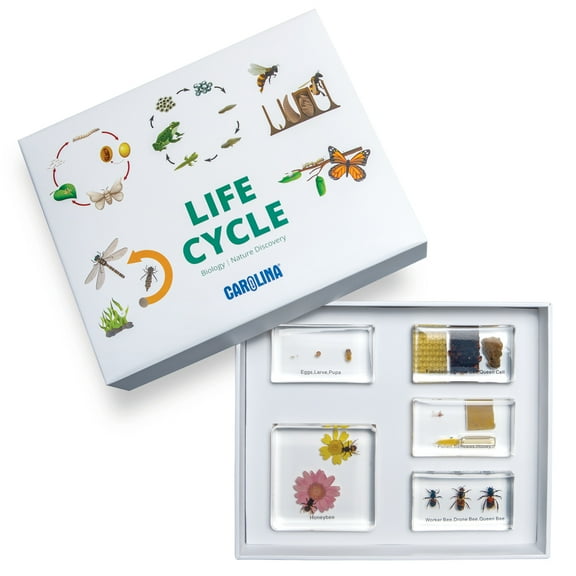 Carolina Honey Bee Life Cycle Set