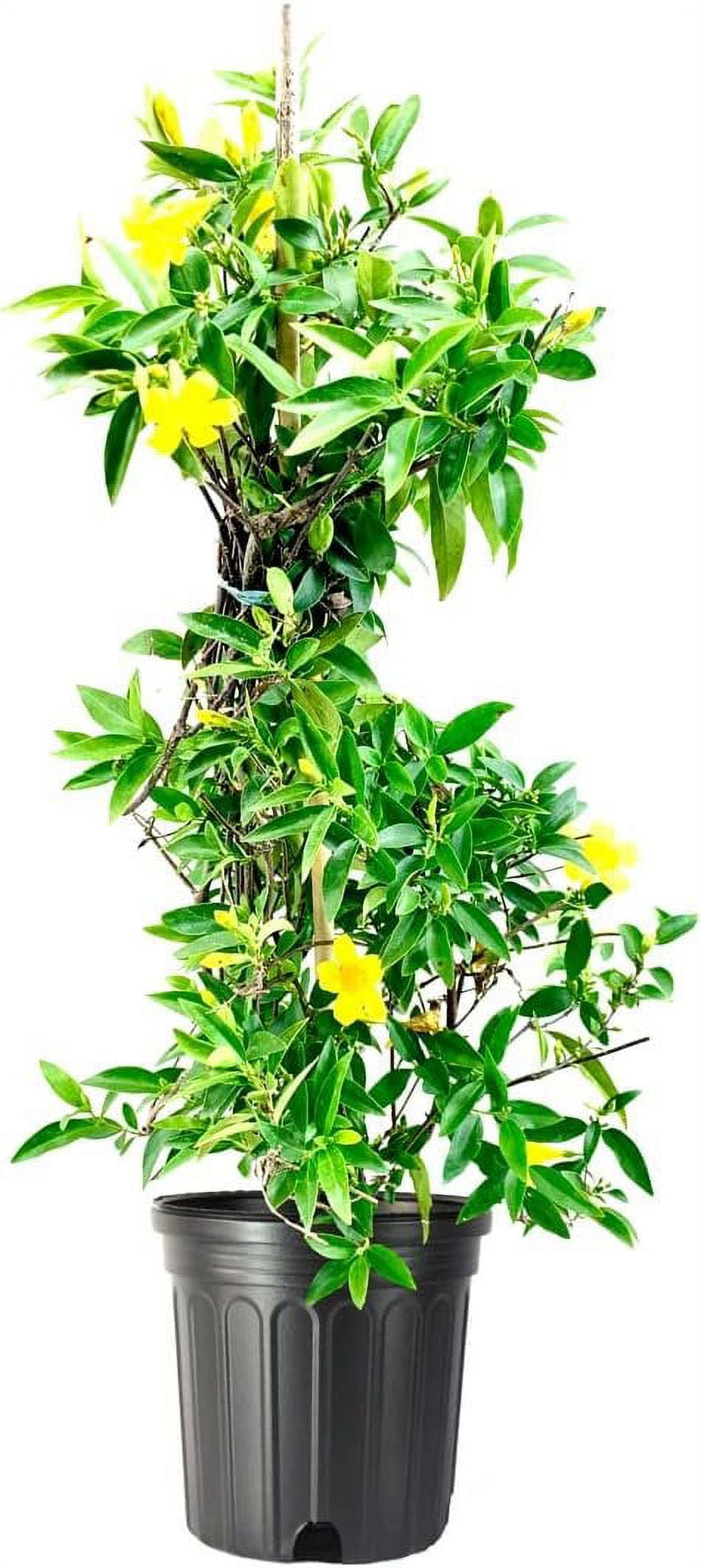 Carolina Jasmine 1 Large Gallon Size Plants Gelsemium Sempervirens