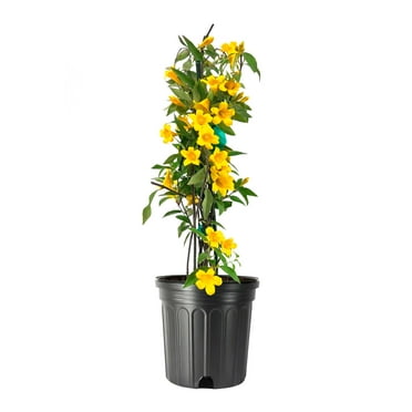 Carolina Jasmine  1 Large Gallon Size Plants  Gelsemium sempervirens  Evergreen Climbing Vine  Yellow Flowering Landscape Plants