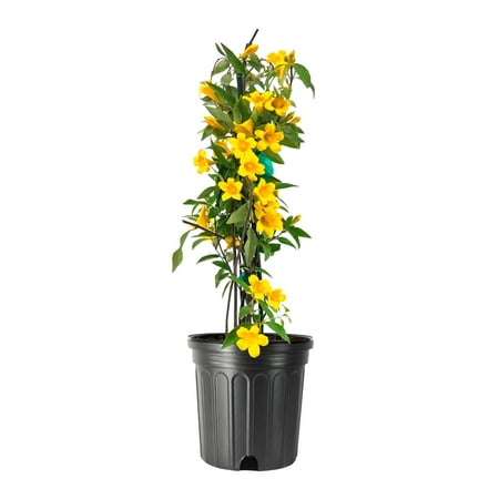 Carolina Jasmine 1 Large Gallon Size Plants Gelsemium sempervirens Evergreen Climbing Vine Yellow Flowering Landscape Plants