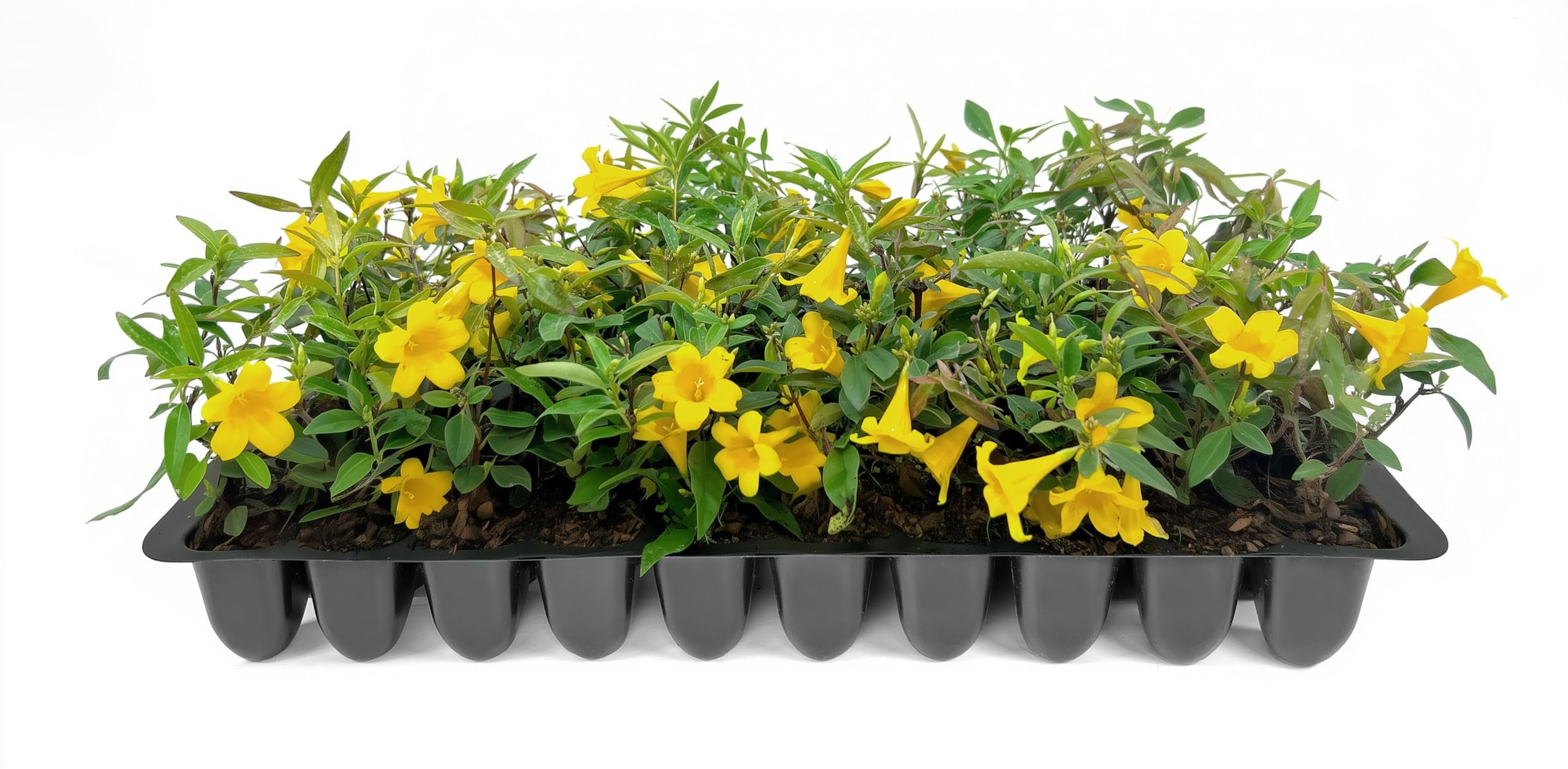 Carolina Jasmine  10 Live Plants  Gelsemium sempervirens  Fast-Growing Flowering Vine for Trellises & Fences  Climbing Landscape Plants