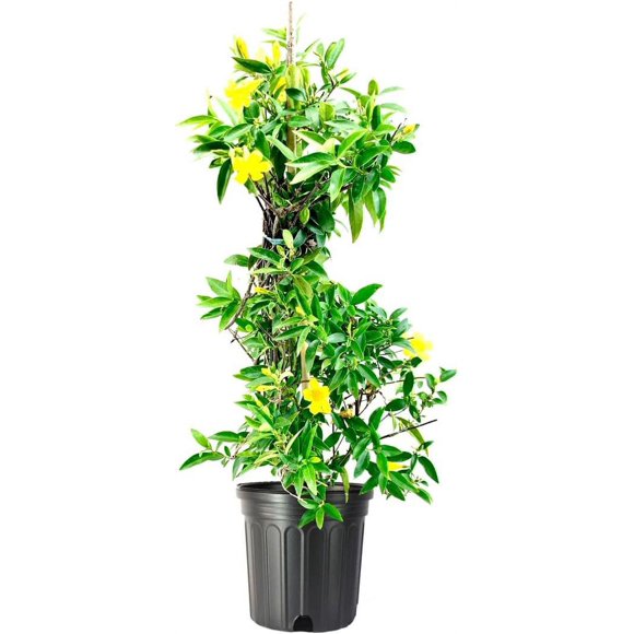 Indoor Jasmine Plants