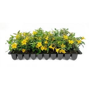 Carolina Jasmine 20 Live Plants Gelsemium sempervirens Fast-Growing Flowering Vine for Trellises & Fences Climbing Landscape Plants
