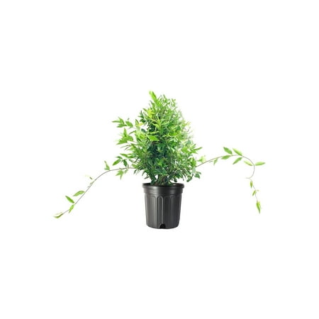 Carolina Jasmine 3 Large Gallon Size Plants Gelsemium Sempervirens Jessamine Fragrant Blooming Vine Foliage