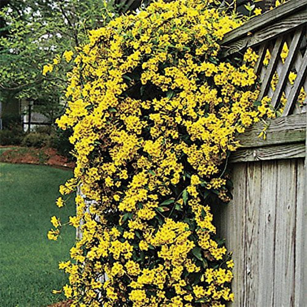 Carolina Jasmine | 3 Live Plants | Gelsemium Sempervirens | Fragrant Yellow Blooms, Evergreen Vine, Low Maintenance, Full Sun, Fast Growing, Climbing Plant, Attracts Pollinators, Garden Trellis