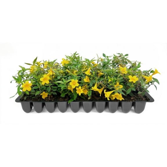 Carolina Jasmine 30 Live Plants Gelsemium sempervirens Fast-Growing Flowering Vine for Trellises & Fences Climbing Landscape Plants