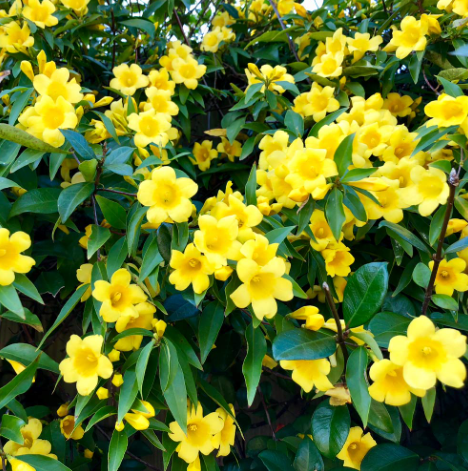 Carolina Jasmine Plant Live for Planting, Jasmine Flower Plant for Outdoor 4 to 6 Inch Tall