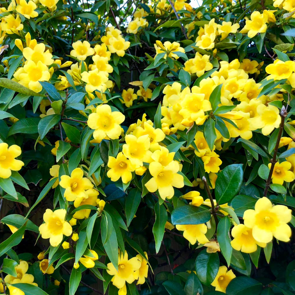Carolina Jasmine Plant Live for Planting, Live Evergreen Vine, Fragrant Yellow Blooms, Fast Growing Climber in Home Garden, 4-6 Inch Tall, 3 Inch Pot