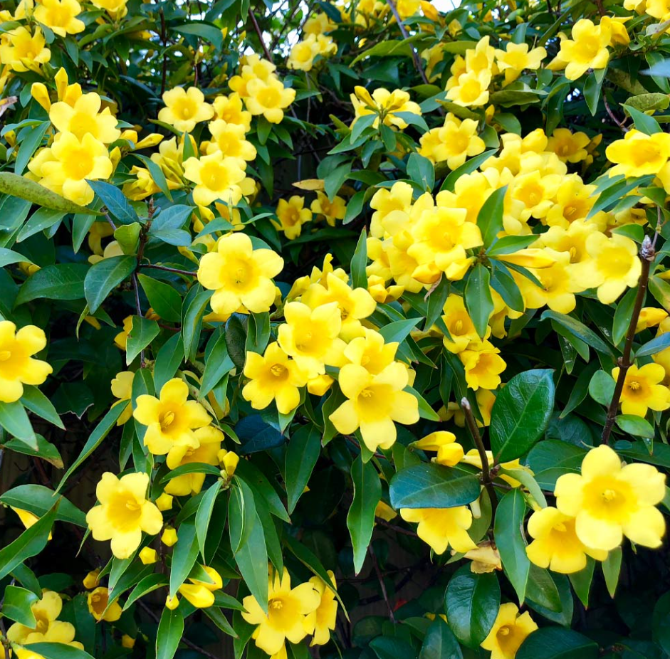 Carolina Jasmine Plant Live for Planting, Yellow Jasmine Climbing Vine Plant for Garden 4 to 6 Inc Tall