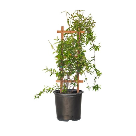 Expert Gardener Carolina Jessamine (2.5 Gallon) Semi-Evergreen Blooming Vine with Yellow Flowers - Full Sun to Part Sun Live Outdoor Plant
