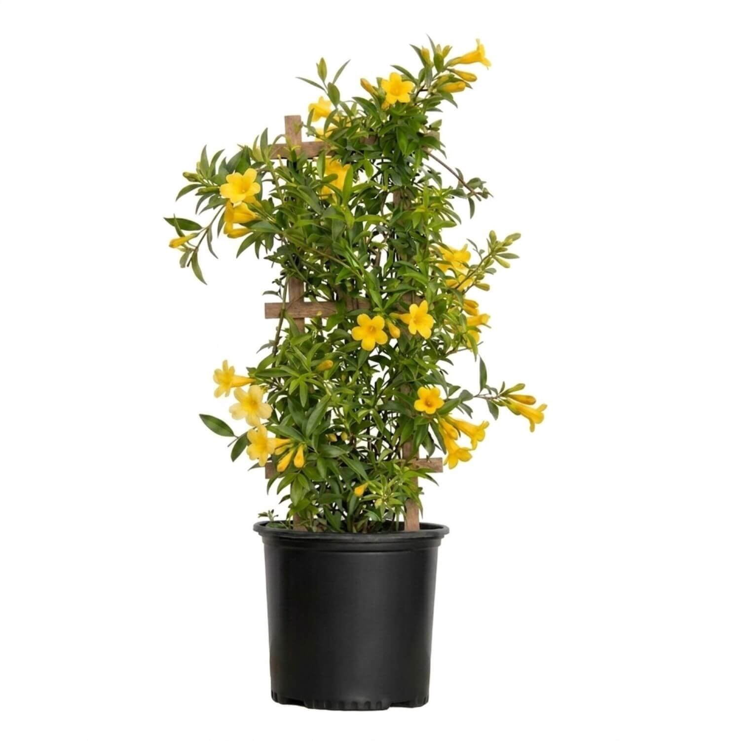 Expert Gardener Carolina Jessamine (2.5 Gallon) Semi-Evergreen Blooming Vine with Yellow Flowers - Full Sun to Part Sun Live Outdoor Plant