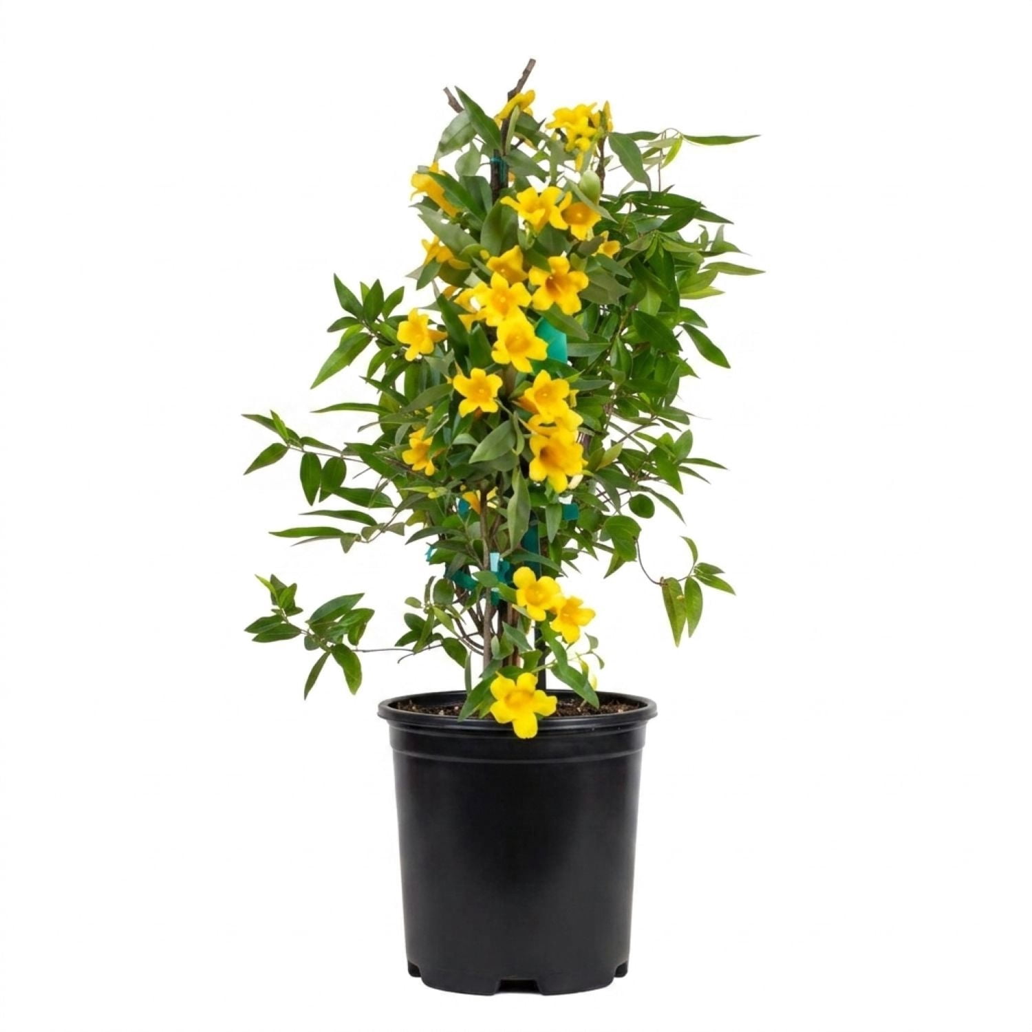 Expert Gardener Carolina Jessamine (2.5 Quart) Semi-Evergreen Blooming Vine with Yellow Flowers