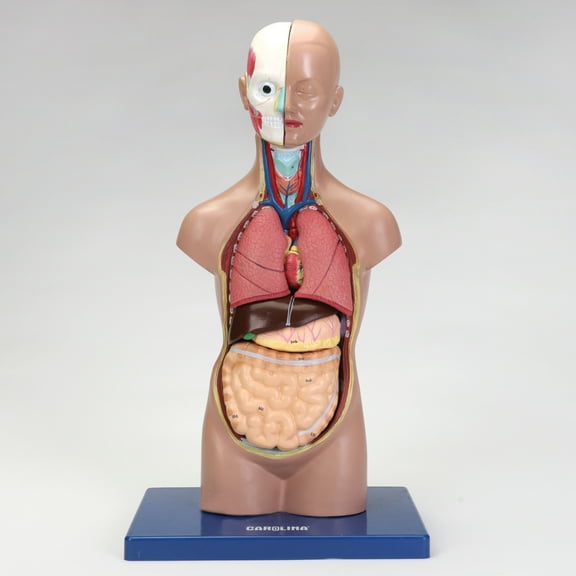 Carolina Miniature Sexless Torso Model
