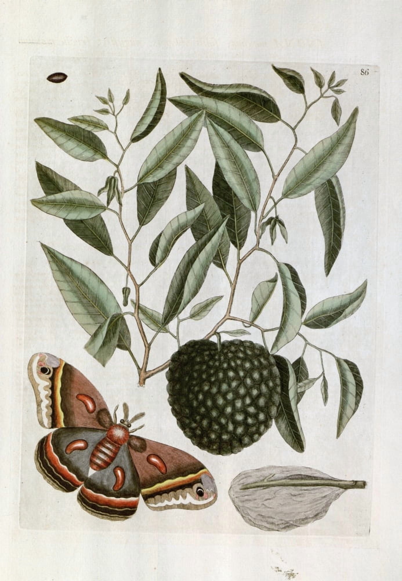 Carolina Moth Canvas Art - Mark Catesby (18 x 24)