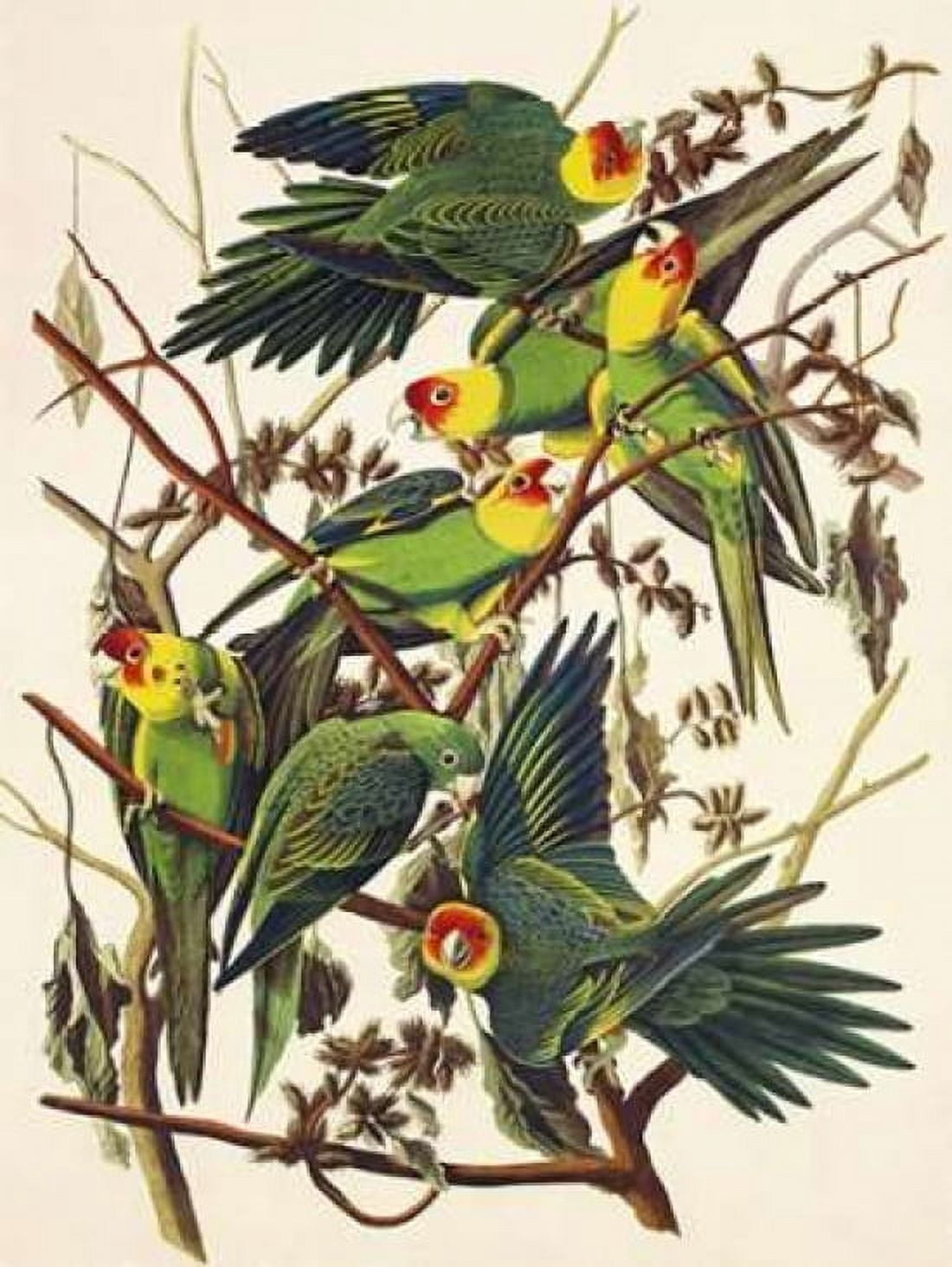 Carolina Parrot Canvas Art - John James Audubon (18 x 24)