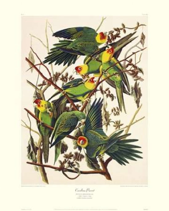 Carolina Parrot (decorative border) Canvas Art - John James Audubon (24 x 30)