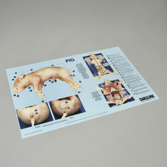 Carolina Pig Dissection Mat, Dissection Guidelines Printed On Mat