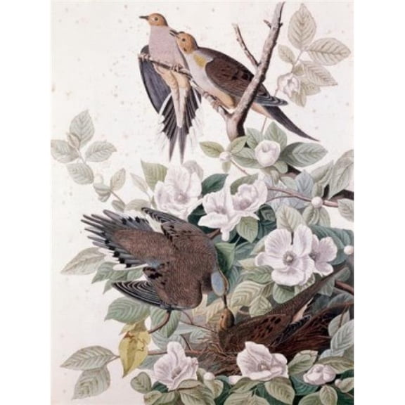Carolina Pigeon Or Turtle Dove by John James Audubon - 1785-1851 Poster Print - 24 x 36 - Large