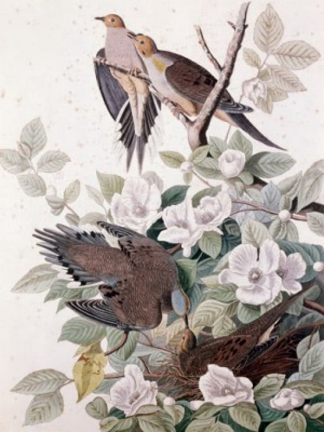 Carolina Pigeon or Turtle Dove by John James Audubon (1785-1851) Canvas Art - John James Audubon (18 x 24)