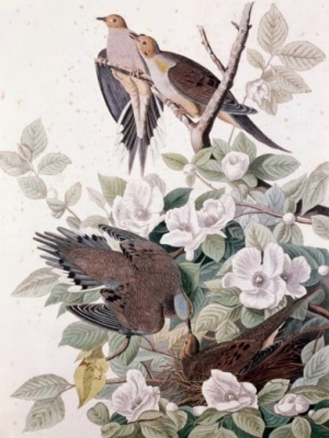 Carolina Pigeon or Turtle Dove by John James Audubon (1785-1851) Canvas Art - John James Audubon (24 x 36)