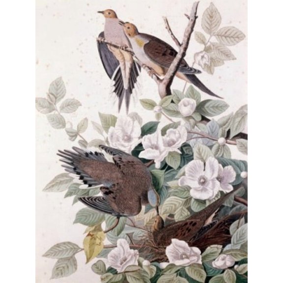 Carolina Pigeon or Turtle Dove by John James Audubon (1785-1851) Canvas Art - John James Audubon (24 x 36)