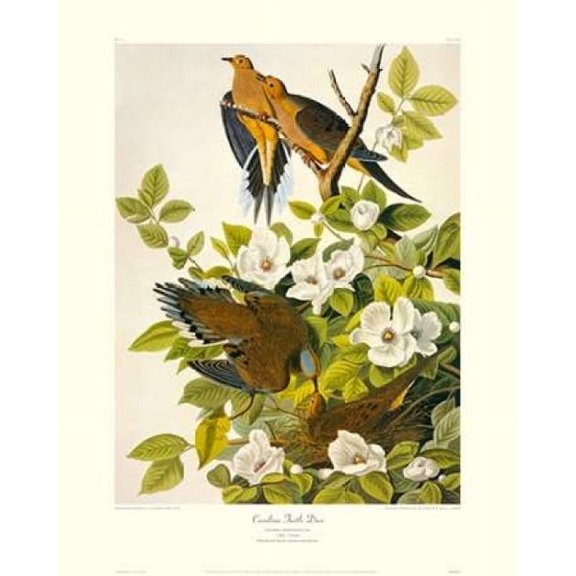 Carolina Pigeon or Turtle Dove (decorative border) Canvas Art - John James Audubon (24 x 30)