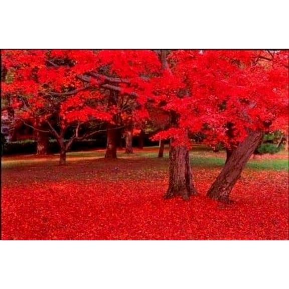 Carolina RED Scarlet Maple Tree Acer Rubrum jocad (25 Seeds)