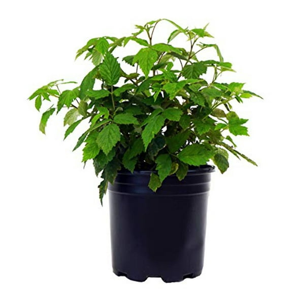 Carolina Raspberry