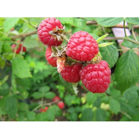 Carolina Raspbery - 5 Red Raspberry Plant - Everbearing - Organic Grown -