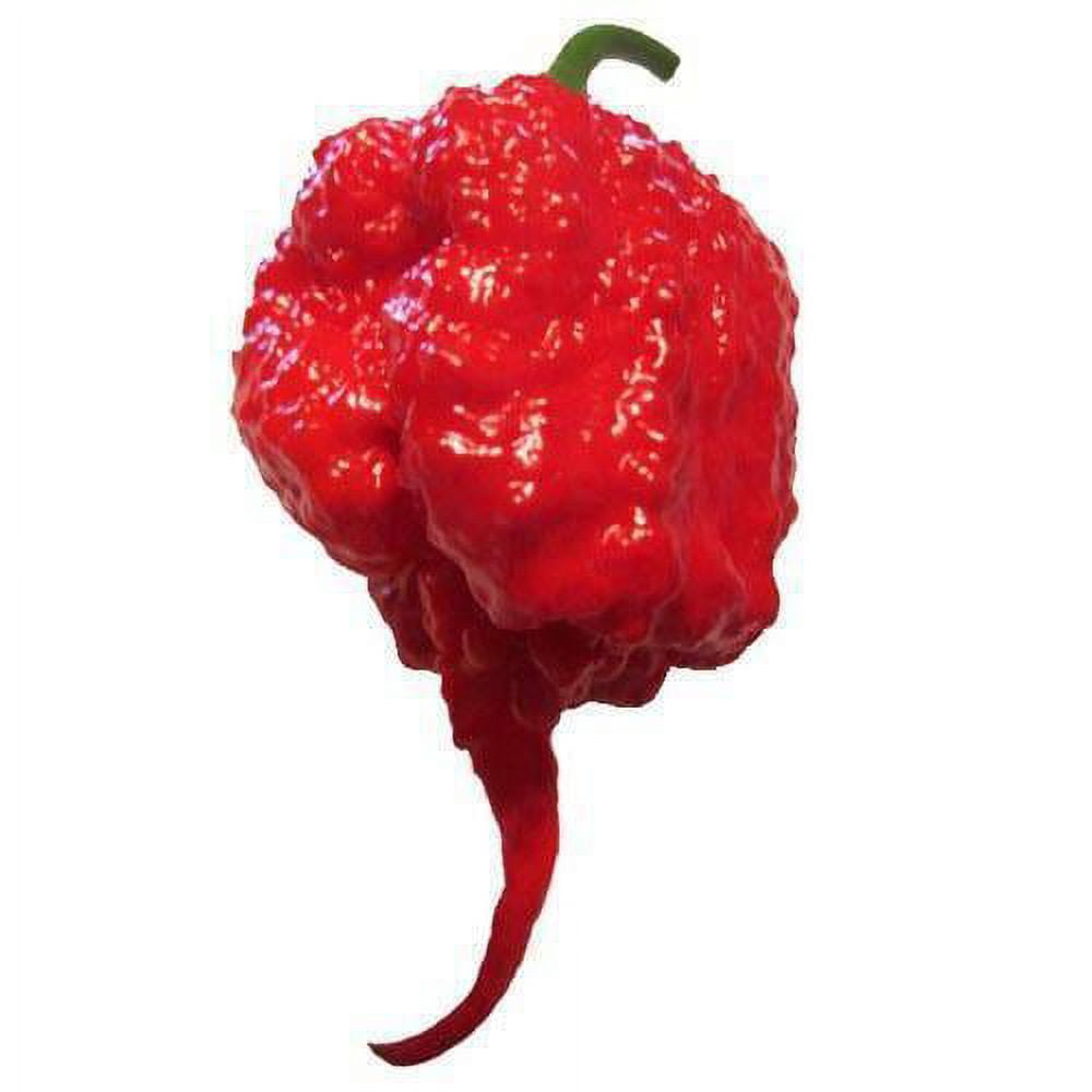 Семена Каролина Риппер Купить