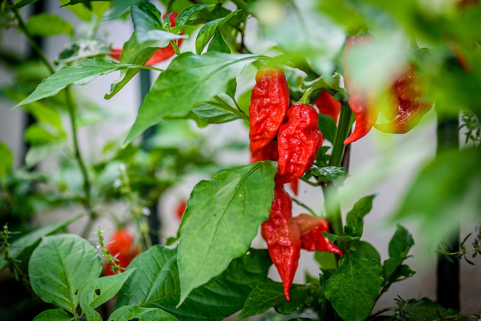 Carolina Reaper Pepper Vegetable (200 Seeds) Organic NonGMO